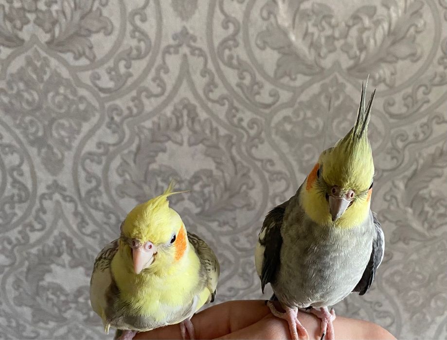 Попугай Карелла . Молодняк