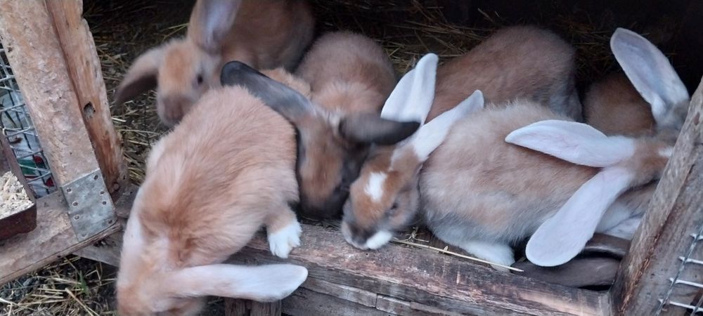 Продам кроликов.