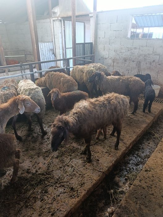 Продаются матки с ягнятами.