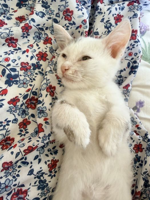 Маленький котенок в добрые руки