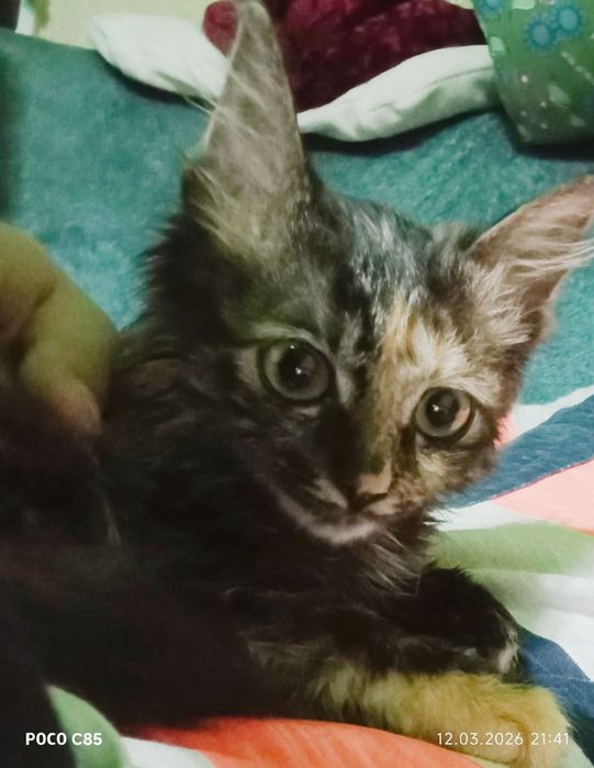 Отдам даром, только в добрые руки