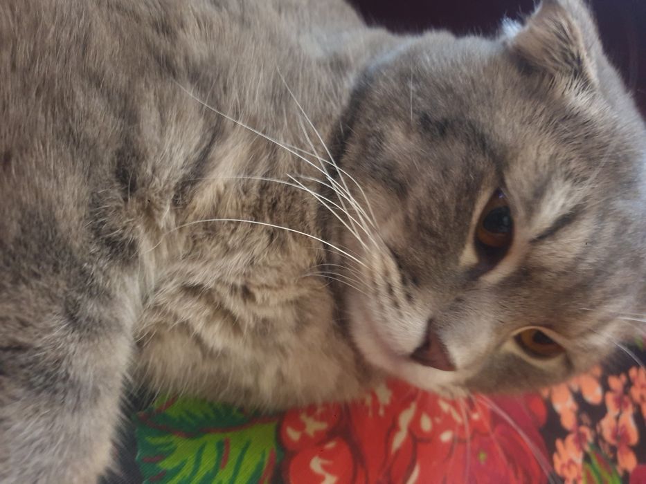 Biritan Skotish 1yosh 3oylik