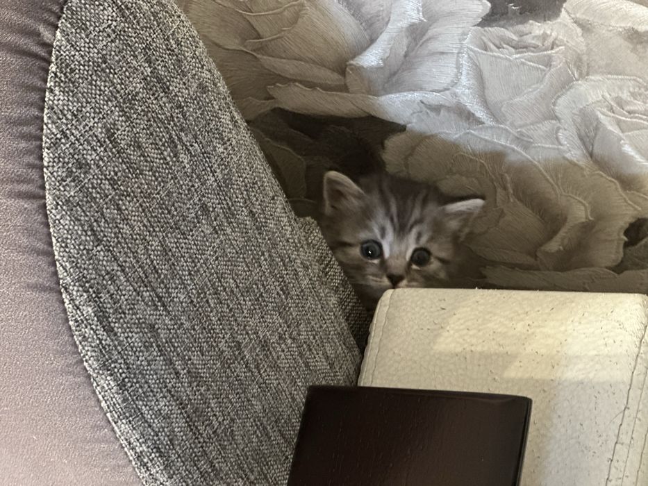 Отдам котят в добрые руки