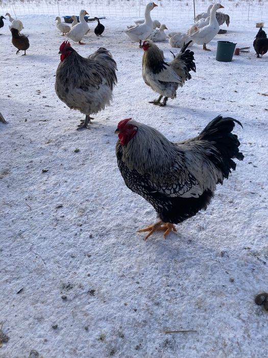 Cocos Wyandotte (argintiu) de vinzare