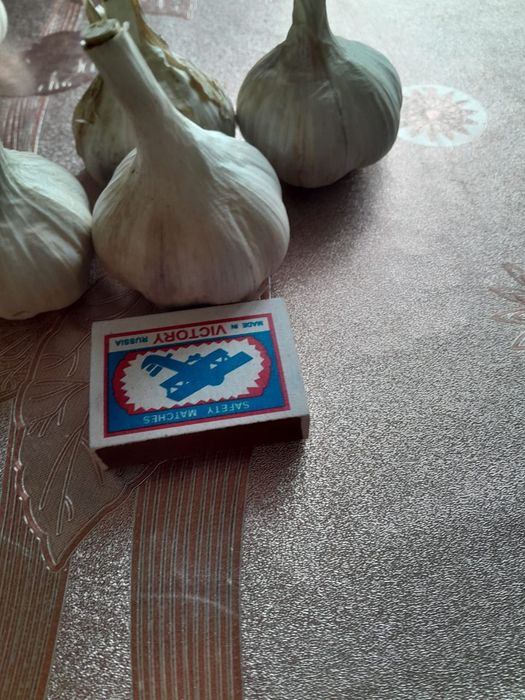 Продам чеснок домашний