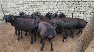 Зотли қўйлар сотилади