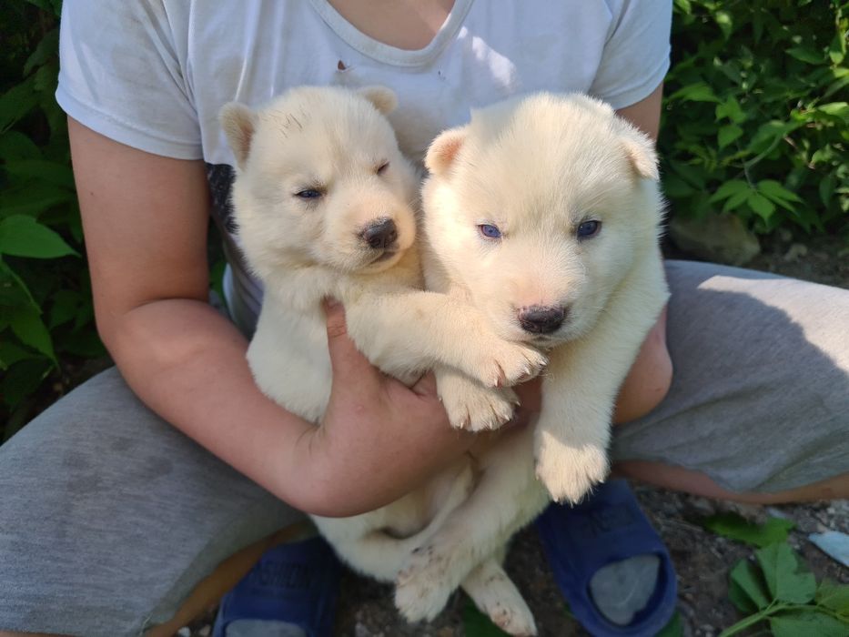 Продам щенков сибирской хаски.