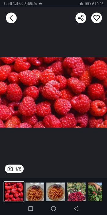 Черешня малина Шпанка