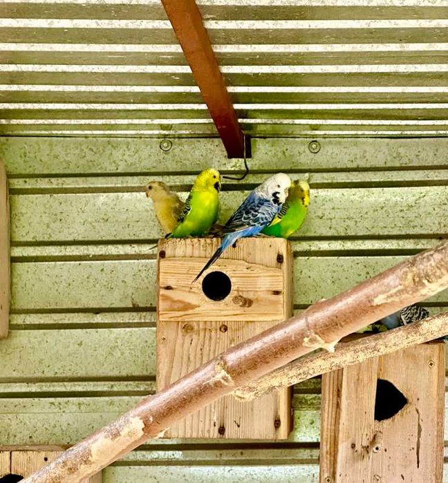 Продаются попугаи