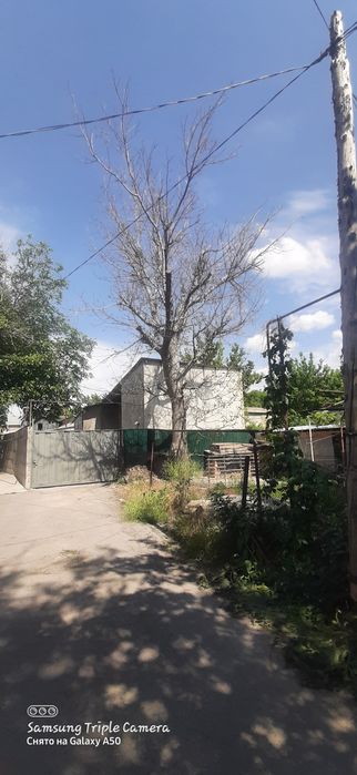 Дрова лес отдам даром орешина урюк клен