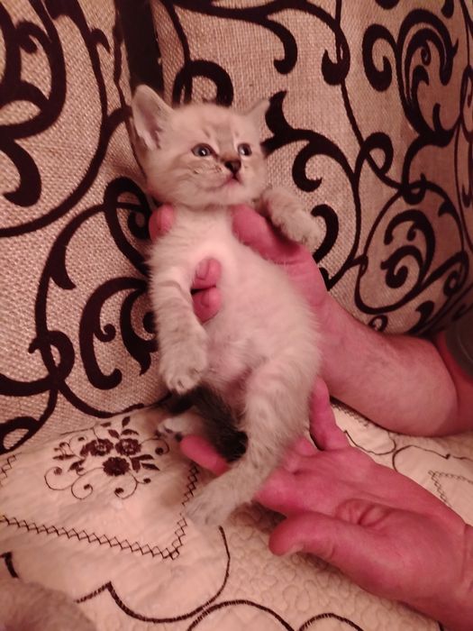 Сиамский котенок
