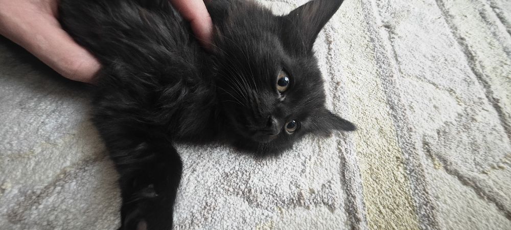 Отдам котят в добрые руки. 3 месяца