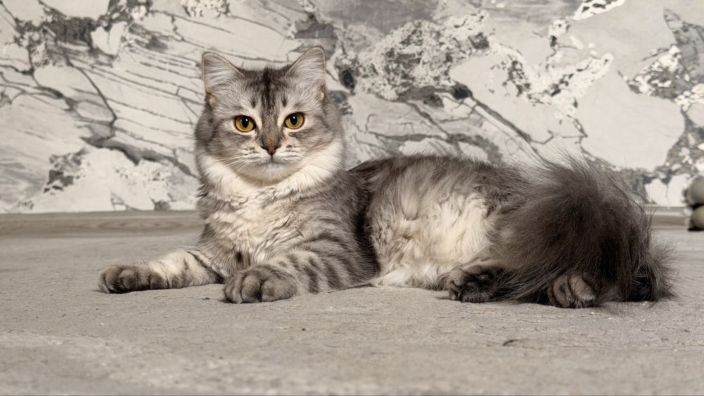 Отдам кошку ! В хорошие руки !