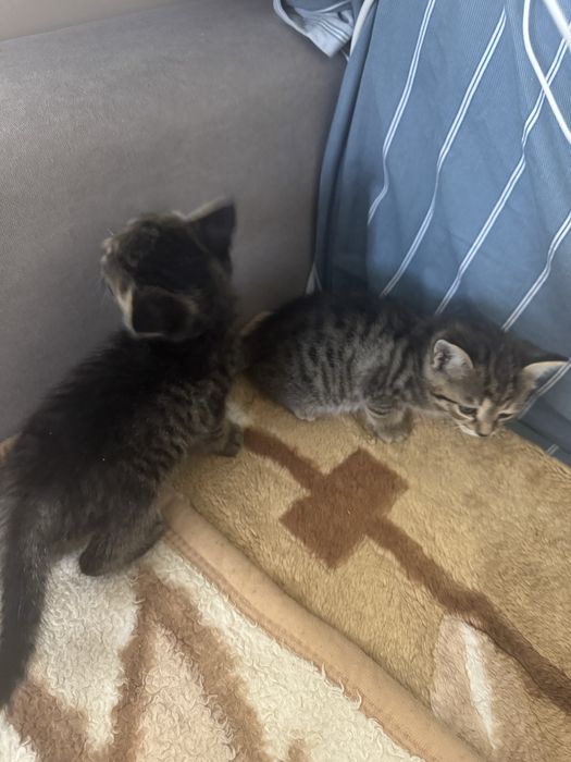 Котенок кот котята серые