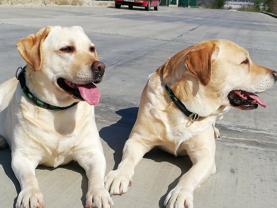 Разхождане на кучета, гледане на котки