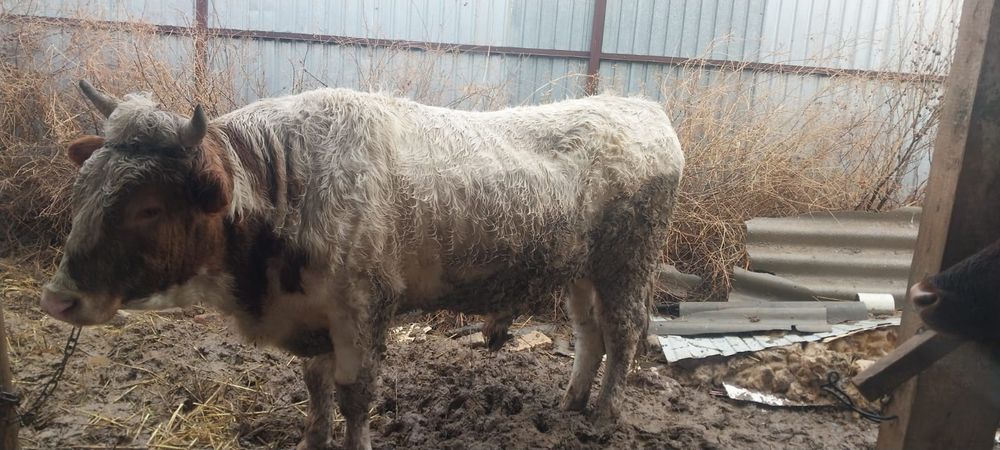 Бұқалар бордақы 3шт