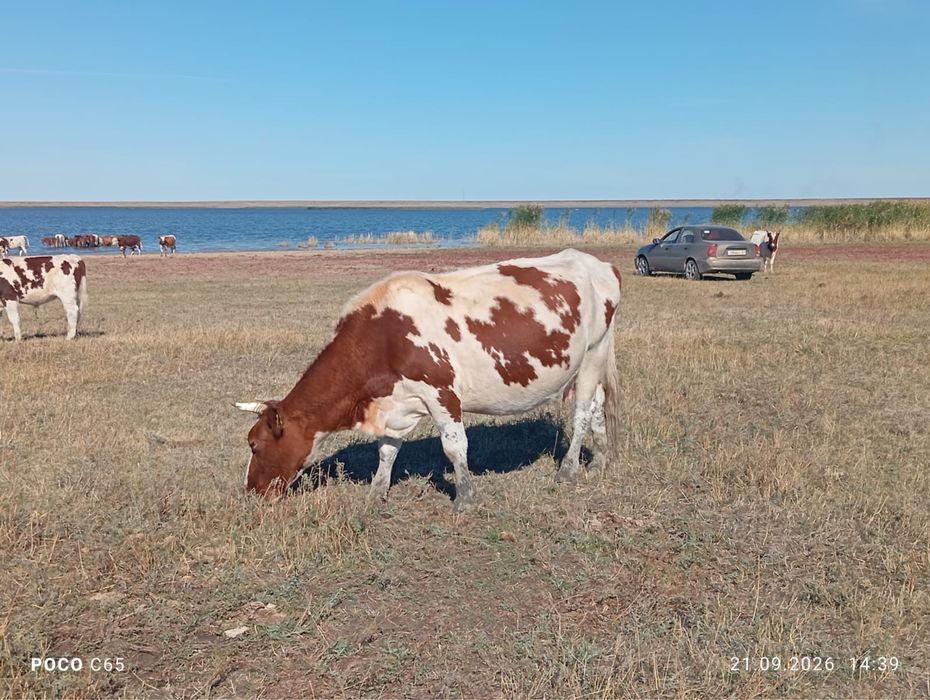 Сиыр сатылады Қорғалжын ауылы
