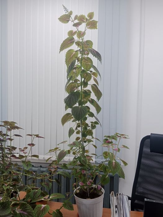 Цветы комнатные продам