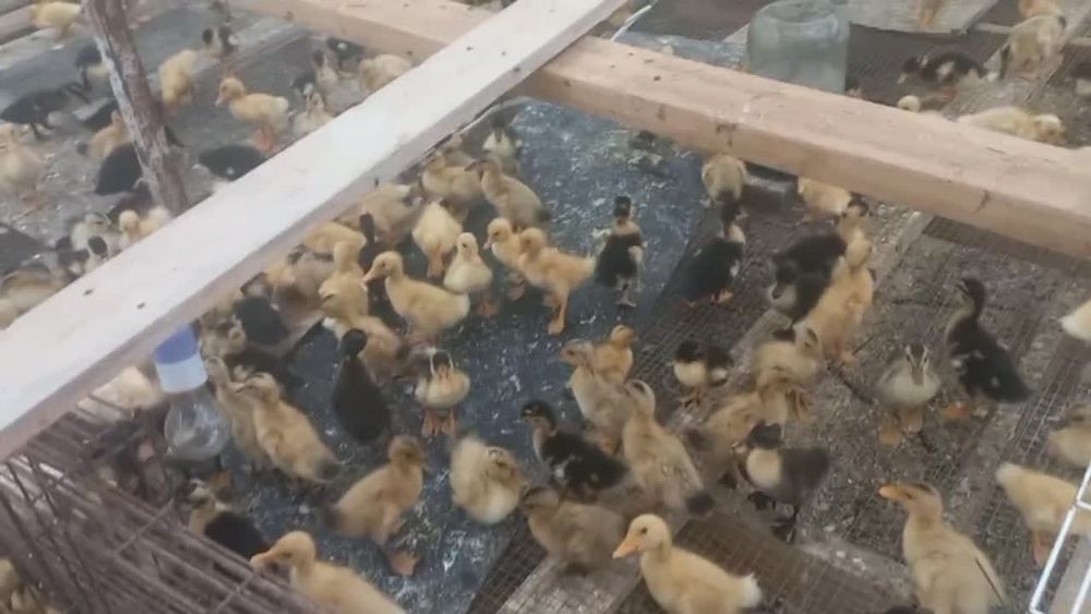Oʻrdak joʻjalari sotiladi imuniteti baquvvat kassalikga chidamli inkub