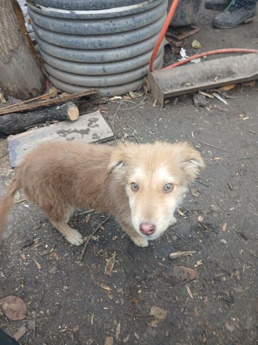 Donez 4 puii de caine