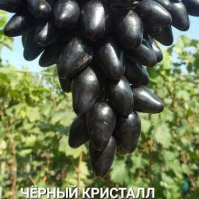 ENG YANGI UZUM sortlari avatar xeloyin sakura vilyur amerikanski blek