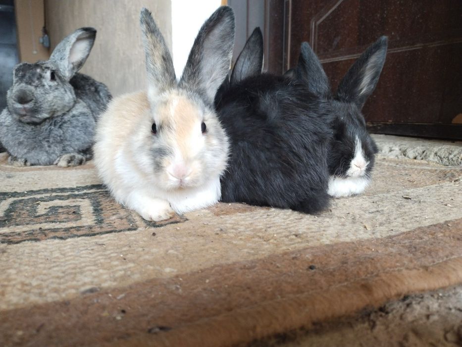 Продаю кролики красивые