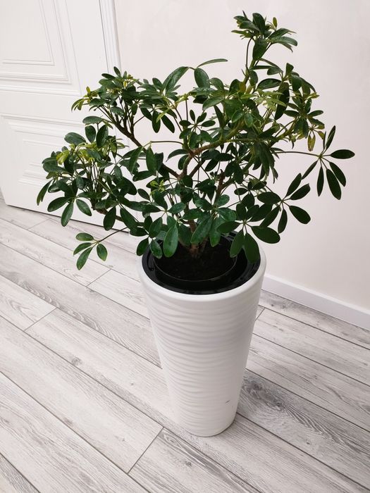 Фикус . Доставка есть