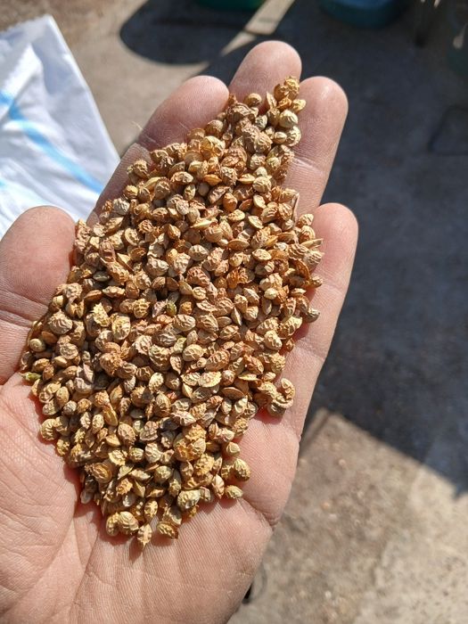 Vand samanta sparceta / samanta de lucerna