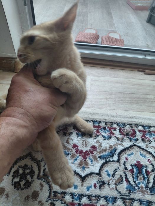Котенок, Бесплатно