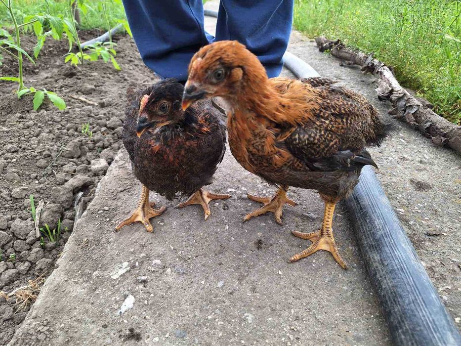 Продавам катунски кокошки, яйца и пилета на различна възраст