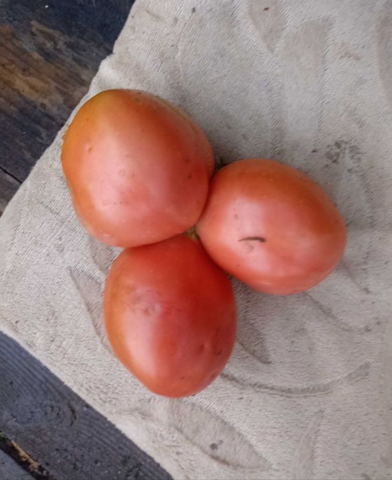 Продам помидоры крупные, сладкие