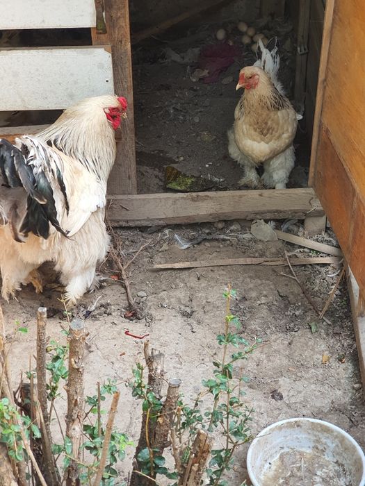 Tovuq brama narxi 449.000 sõm