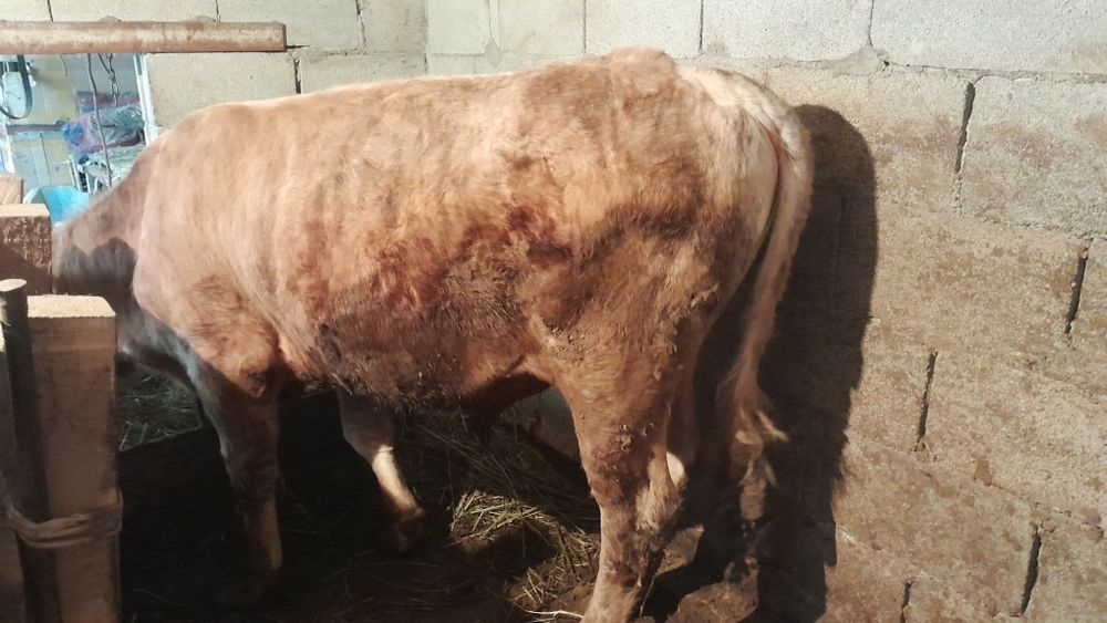 Продам Бычка 1.5 годовалый