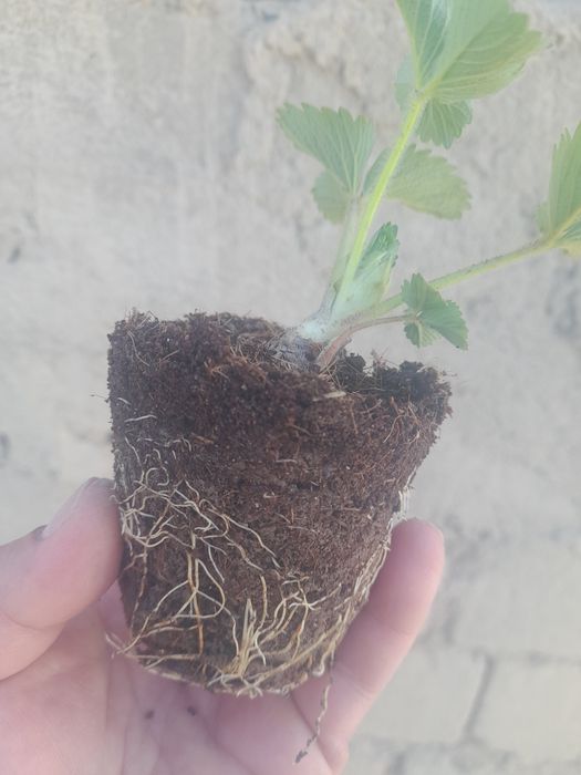 Рассада российской  клубники.