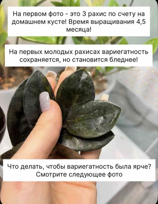 Замиокулькас акебоно вариегатный
