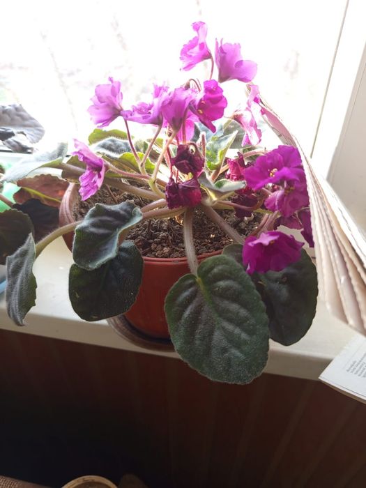 Фиалки на выбор цена СУПЕР