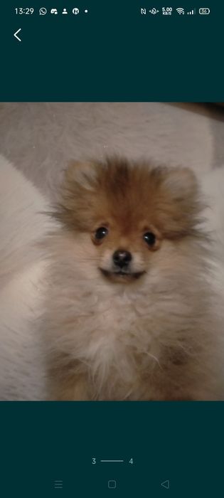 Пр.щенка мини шпица мальчик 4 мес.