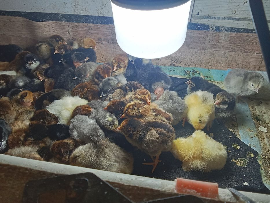 Цыплята суточные