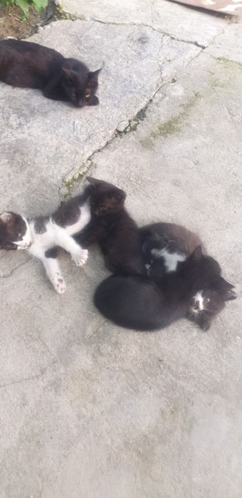 Отдам бесплатно котят в хоршие руки
