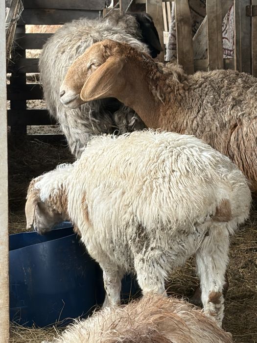 Бараны матки с ягнятами