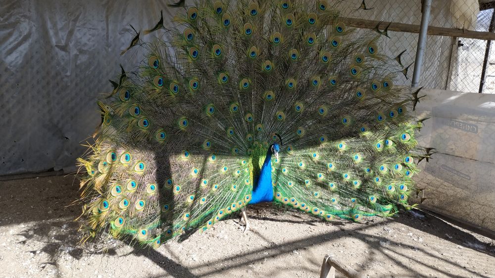 Чернокрил паун на 5 години