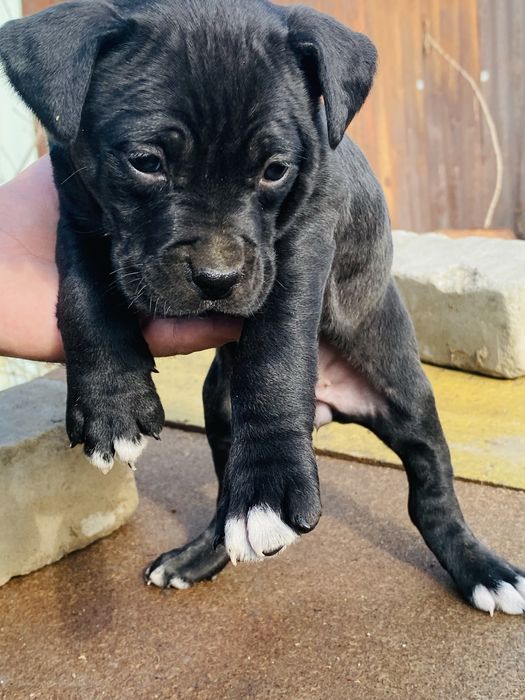 Продам щенка стаф.-питбуль