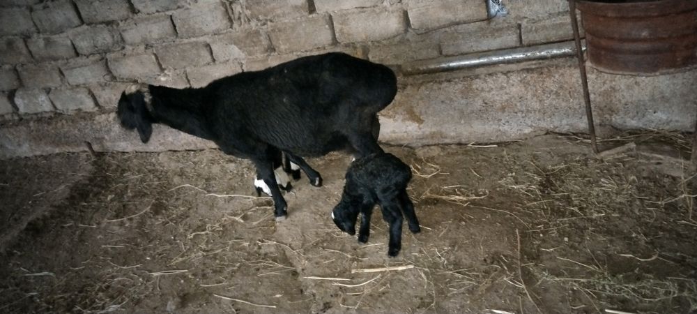 15 декабр да тугди