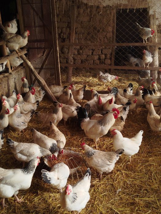 Адлер жұмыртқасы сатылады