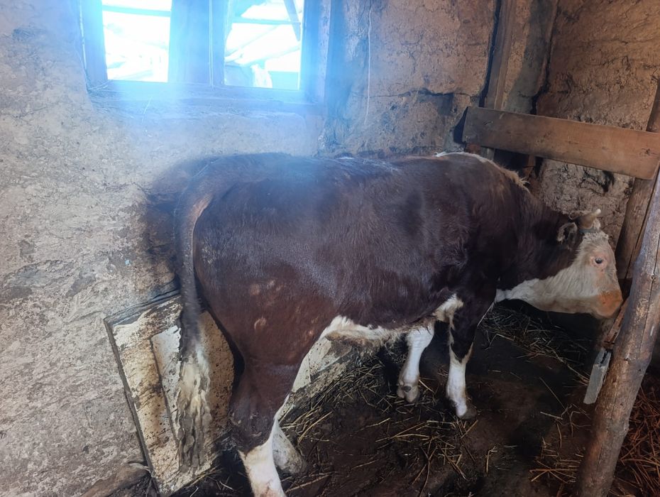 Продам Скотт мал сатылад