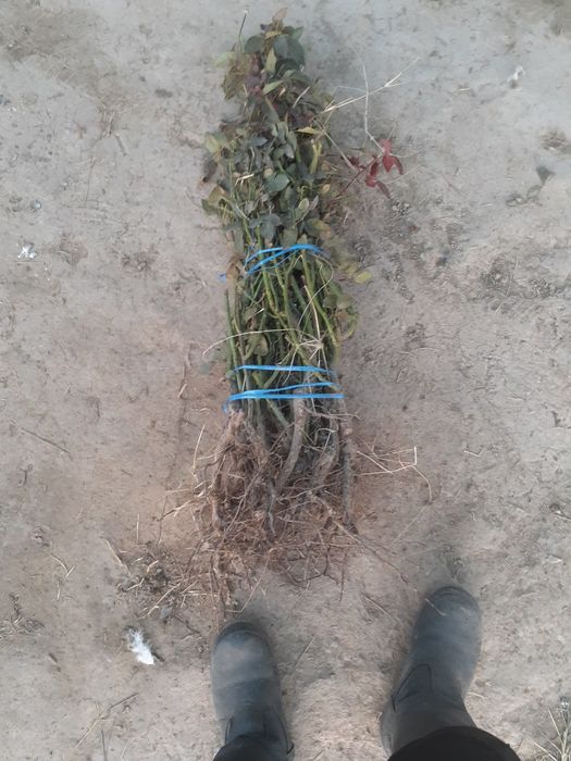 Chorni magi atirgul kochat