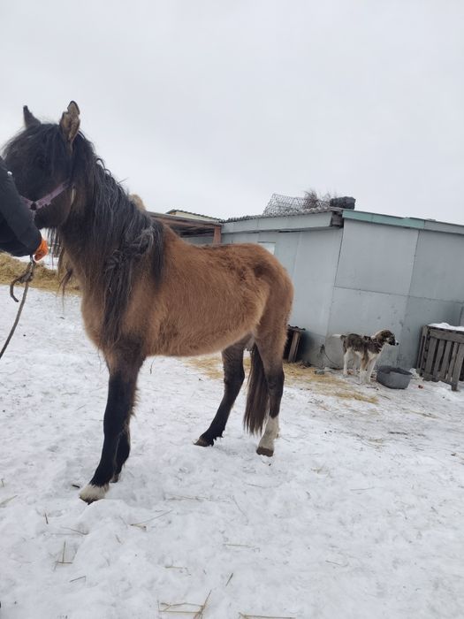 Кобыла 4 года жеребая