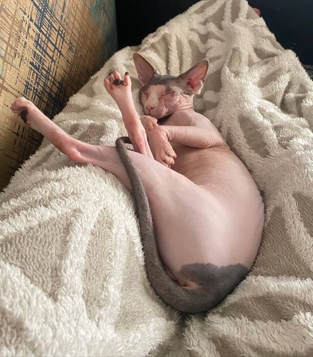 Потерялась кошка !