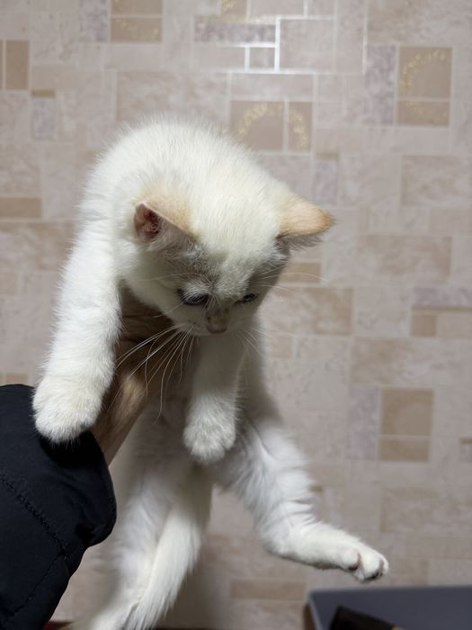 Британская шиншилла