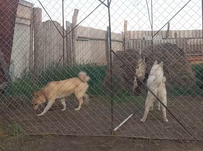 ЗСЛ ұрғашы сатылады